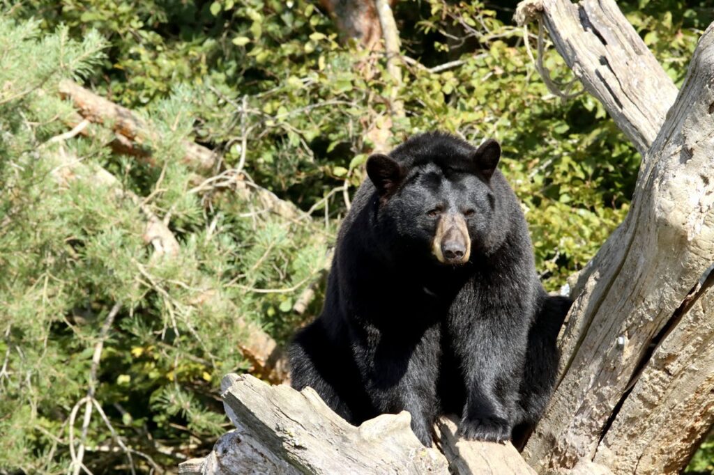 Corporate Housing Tampa